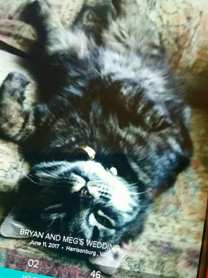 NWR: Saying Goodbye to My Kitty