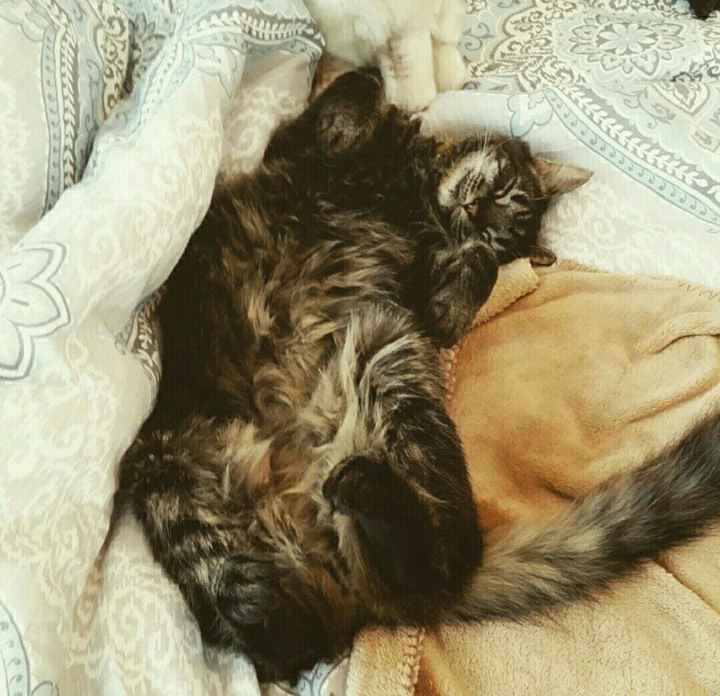 NWR: furbabies