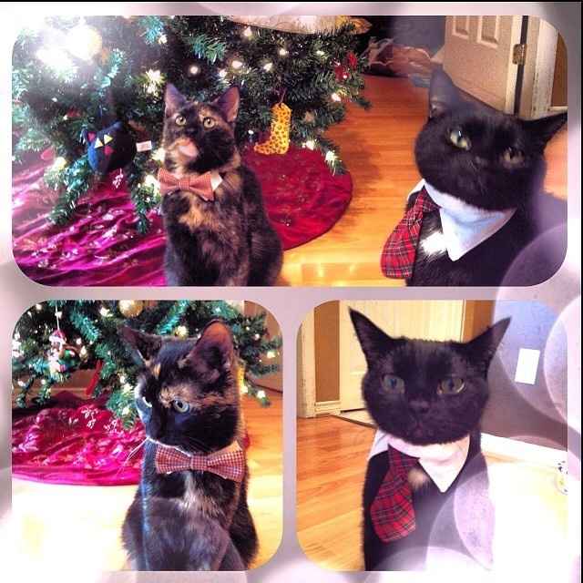 Spinoff - Cat wedding!