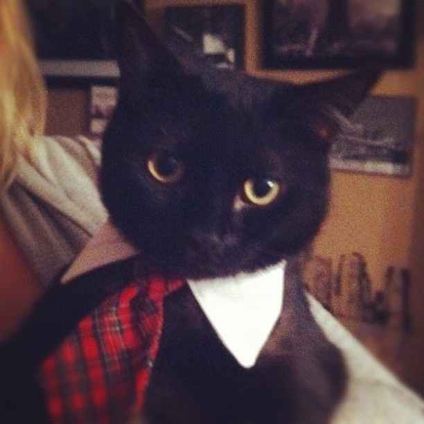 Spinoff - Cat wedding!