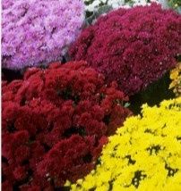 Out-of-season Wedding Colors - 1