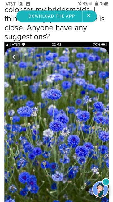 Cornflower Blue - 2