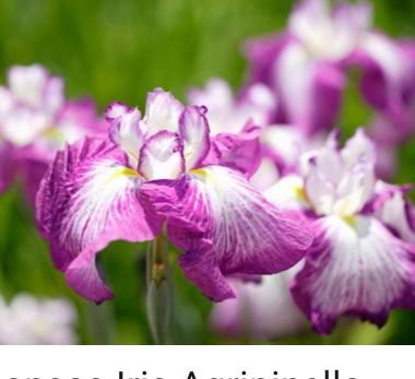 Our wedding is the Saturday after Easter how to make sure my wedding don't look easterish - 2