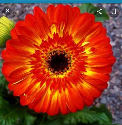 How did you choose your colors? - 1