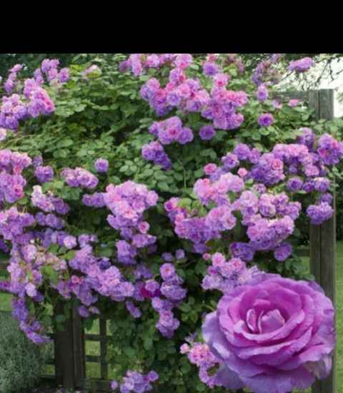 Florals on a Budget - 1