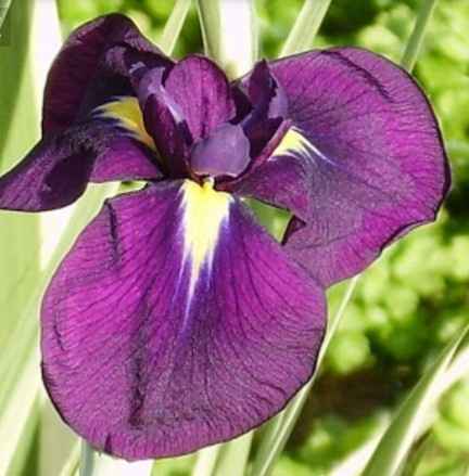 Florals on a Budget - 2