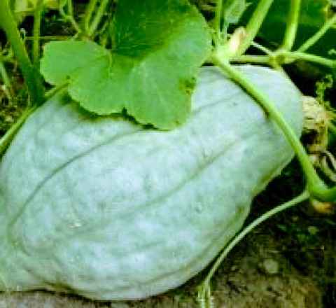 White pumpkins 2