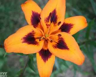 Flower girl dress - 2