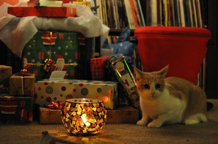 Pet PSA: No Holiday Plants!!!!!