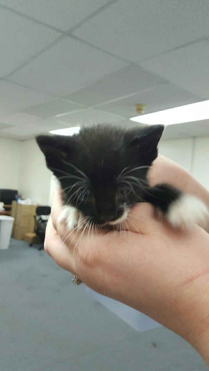 NWR: Randomly adopting a kitten. Need advice!