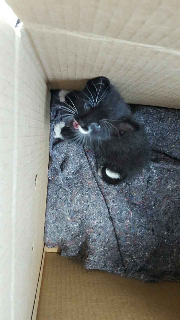 NWR: Randomly adopting a kitten. Need advice!