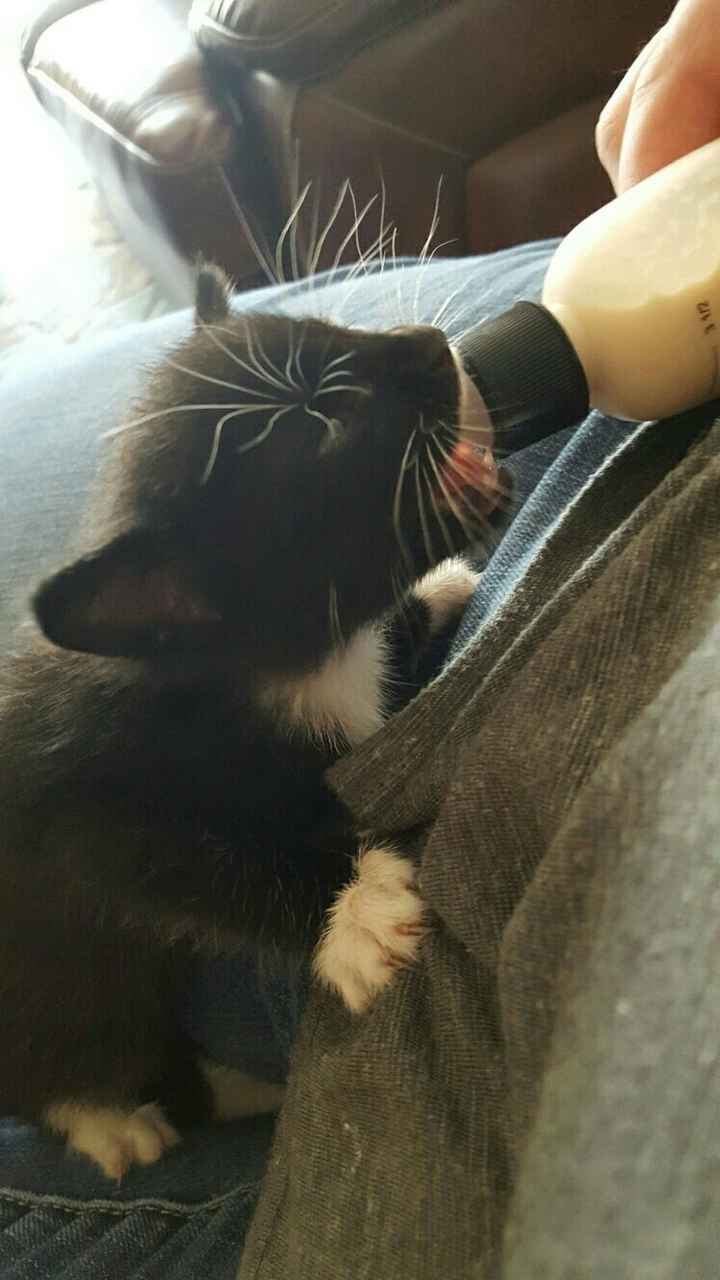 NWR: Randomly adopting a kitten. Need advice!