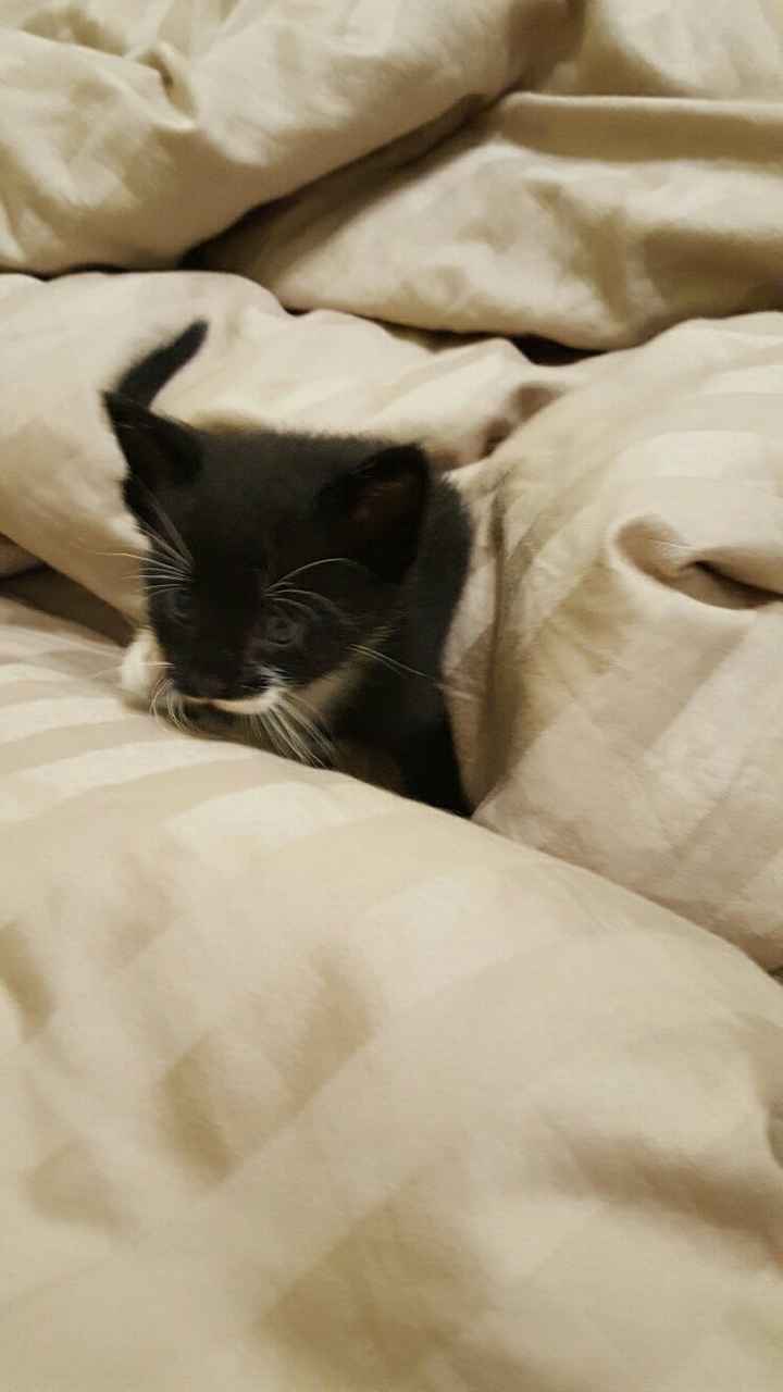 NWR: Randomly adopting a kitten. Need advice!