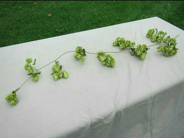 Budget Tips for Flowers