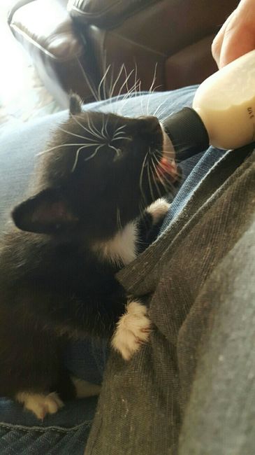 NWR: Randomly adopting a kitten. Need advice!