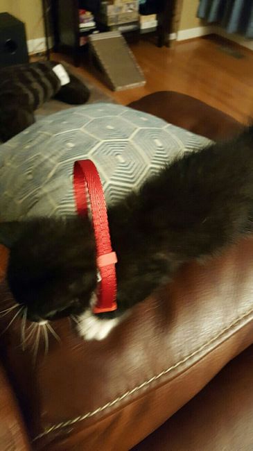 Show my your kitties!