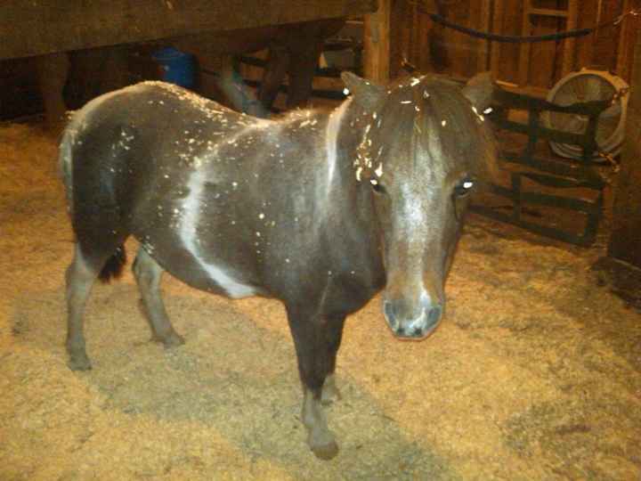 NWR: Any Horse Women?