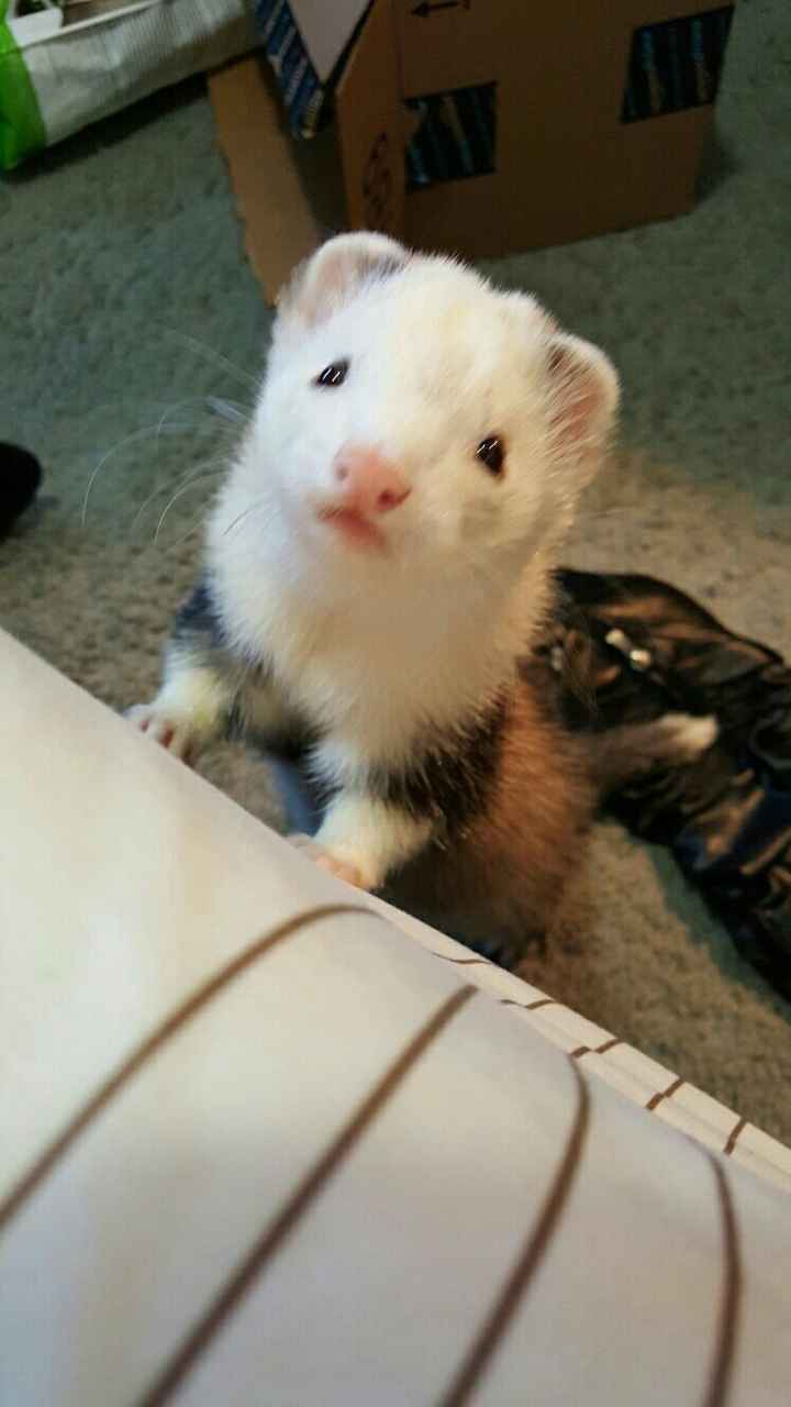 NWR- Furbaby Appreciation Post