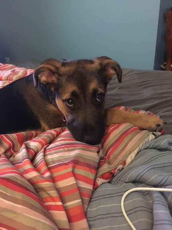 Nwr: my pup