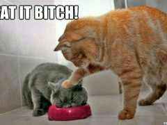 Is it too early for cute cat memes?