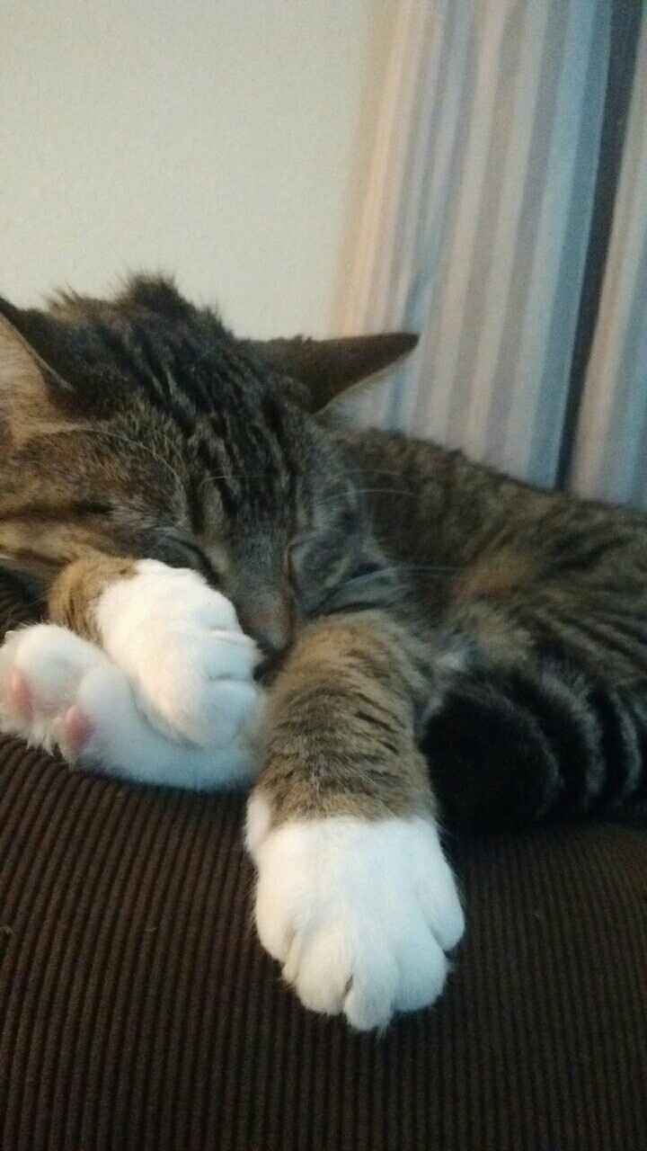 NWR: post pics of your pets!!