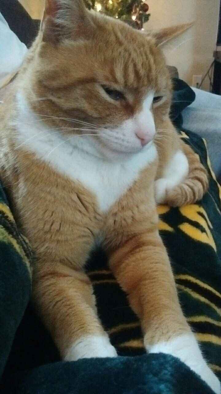 NWR: post pics of your pets!!