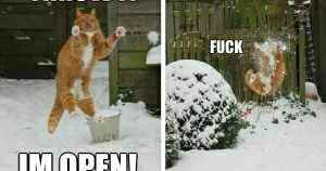 Is it too early for cute cat memes?