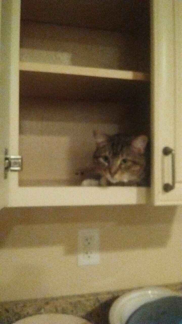 Is it too early for cute cat memes?