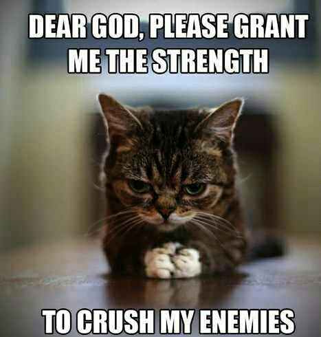 Is it too early for cute cat memes?