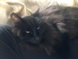 NWR: Name a weird/funny thing your pets do