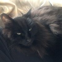 NWR: Name a weird/funny thing your pets do