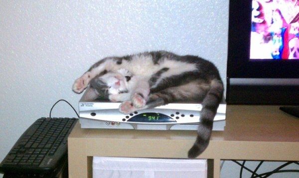 Furbabies (to lighten the mood)