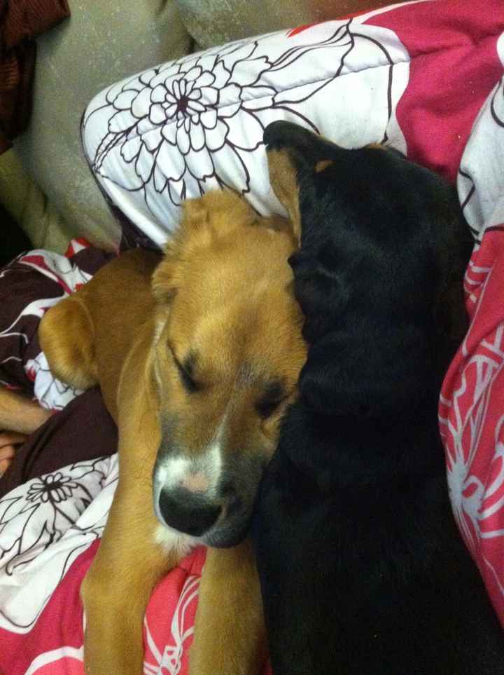 NWR- who has adopted their animals??