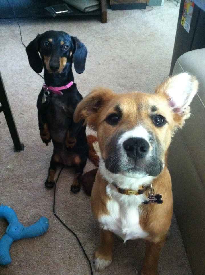 NWR: what pets are you bringing into the marriage?