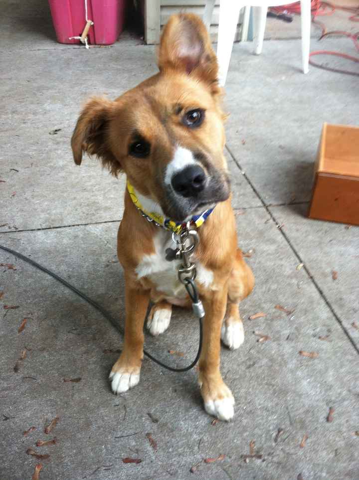 Show me your puppies!