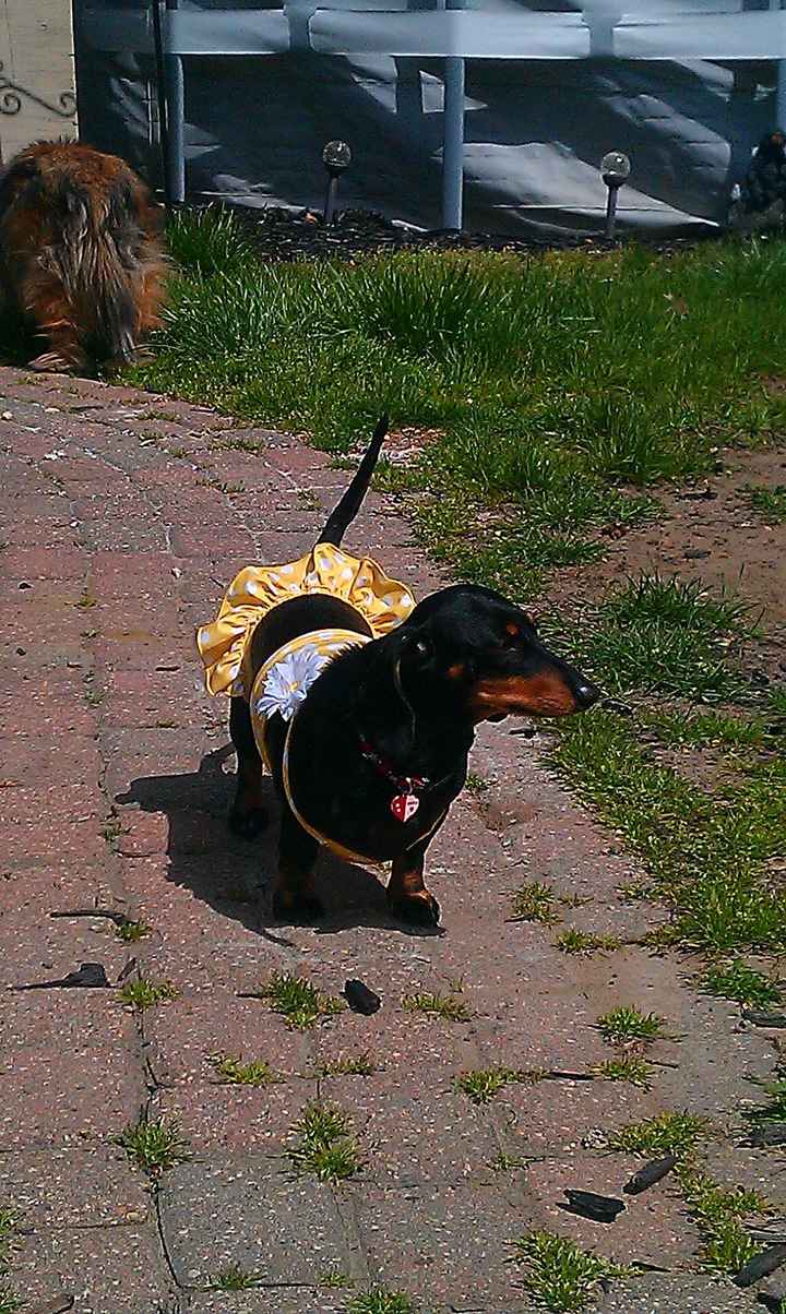 NWR - Spin off of Puppies post...