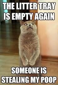 Obligatory Cat Thread
