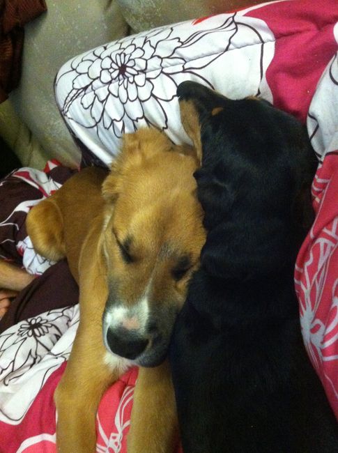 NWR- who has adopted their animals??