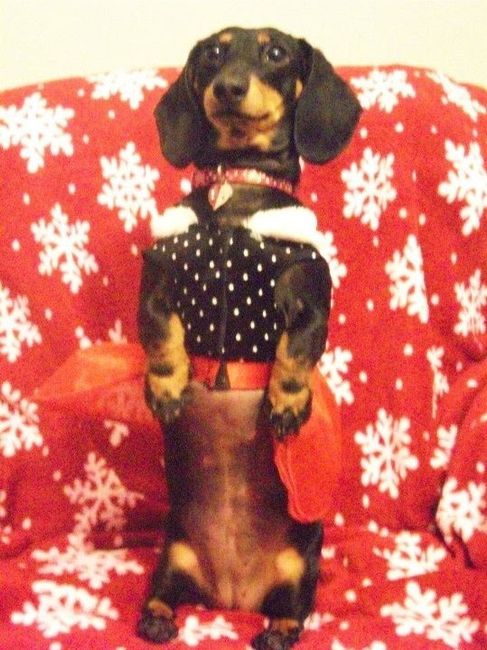 Show me your puppies!