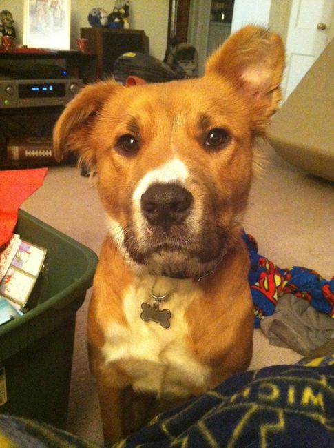 NWR:  Fur Babies