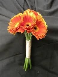 SHOW ME YOUR GERBERA DAISIES! - flowers help!