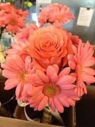 SHOW ME YOUR GERBERA DAISIES! - flowers help!