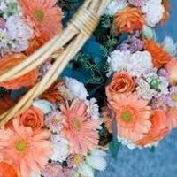 SHOW ME YOUR GERBERA DAISIES! - flowers help!