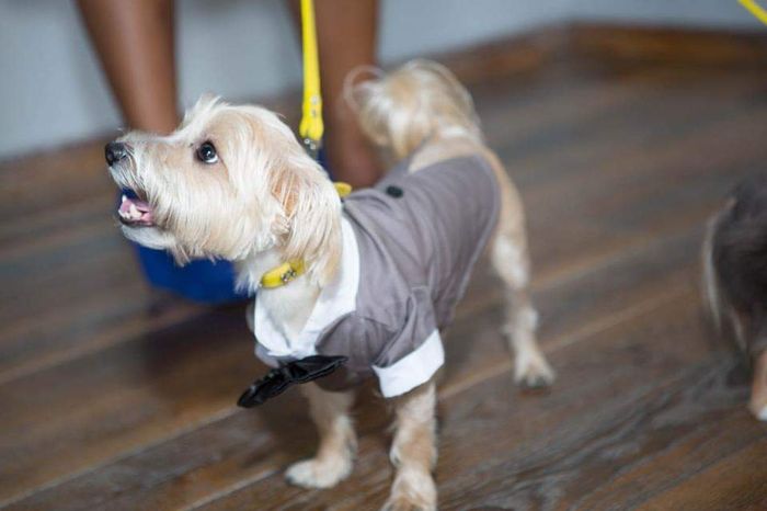 Are You Incorporating Your Pets In Your Wedding? 🐶🐱 - 1