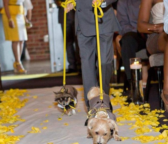 Are You Incorporating Your Pets In Your Wedding? 🐶🐱 - 3