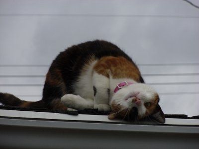 NWR: Lets see our pets!!