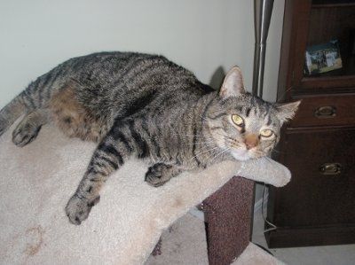 NWR: Lets see our pets!!