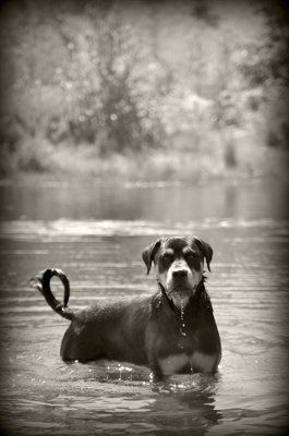 NWR: Show off your fur baby!