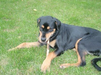 NWR: Furry Friends