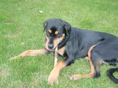 NWR: Furry Friends